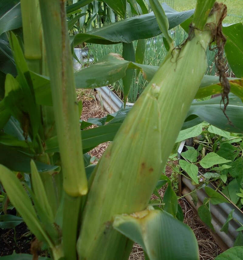 sweetcorn- growth and storage - mature cob